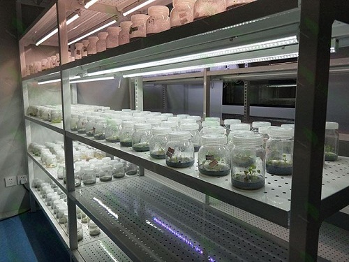 麻栗坡植物组织培养实验室设计建设方案